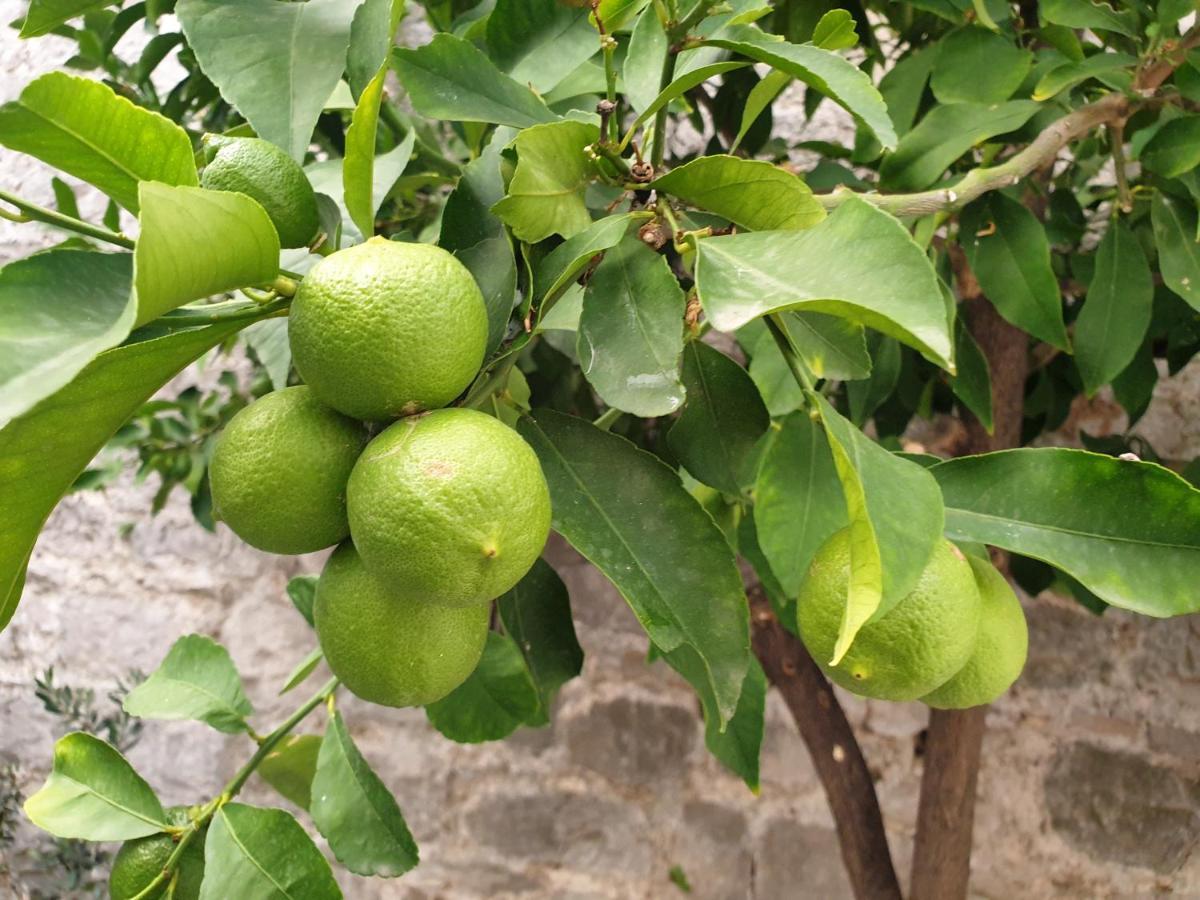 Hotel Lemon Tree Donji Seget Exterior foto
