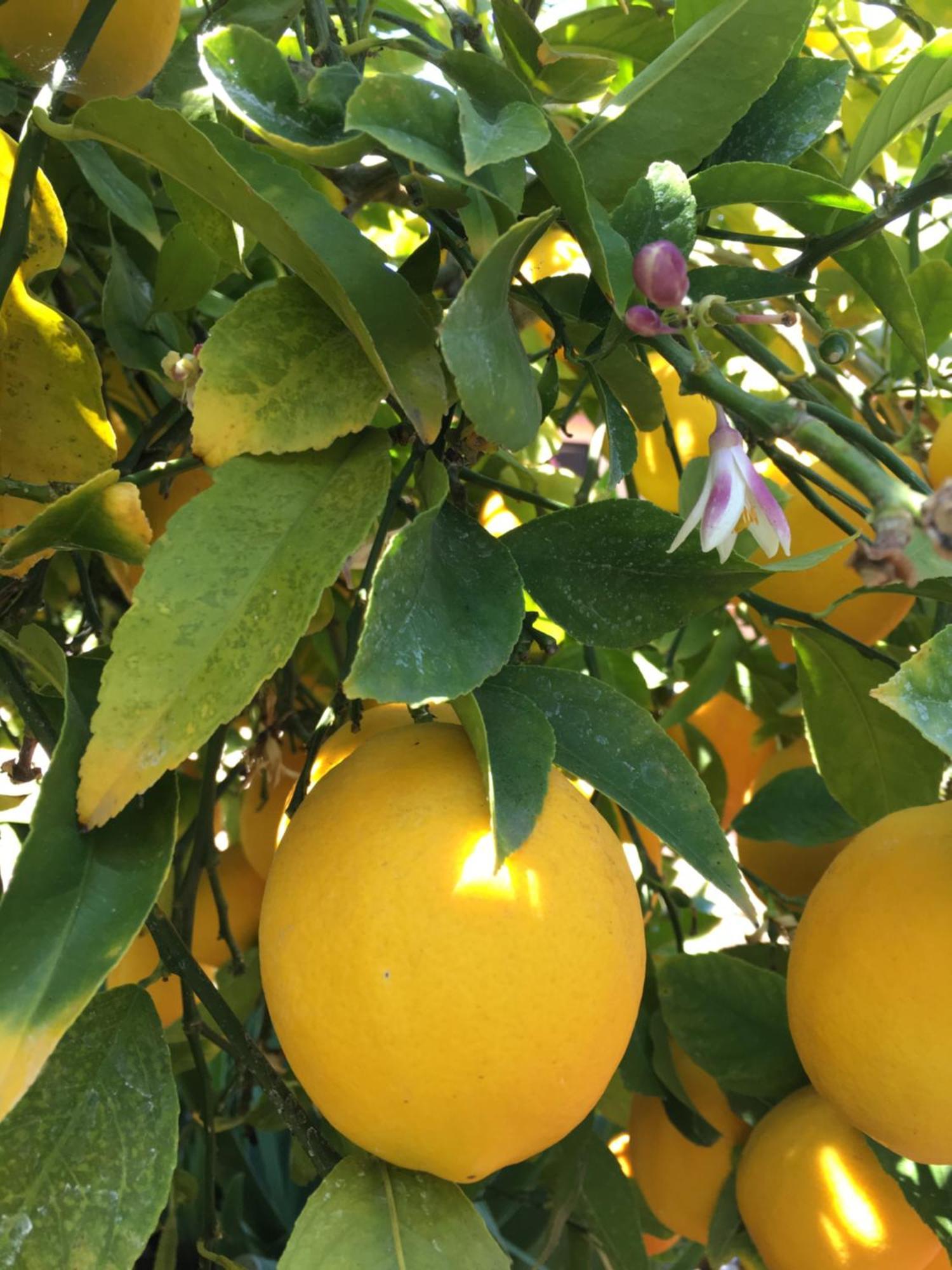 Hotel Lemon Tree Donji Seget Exterior foto