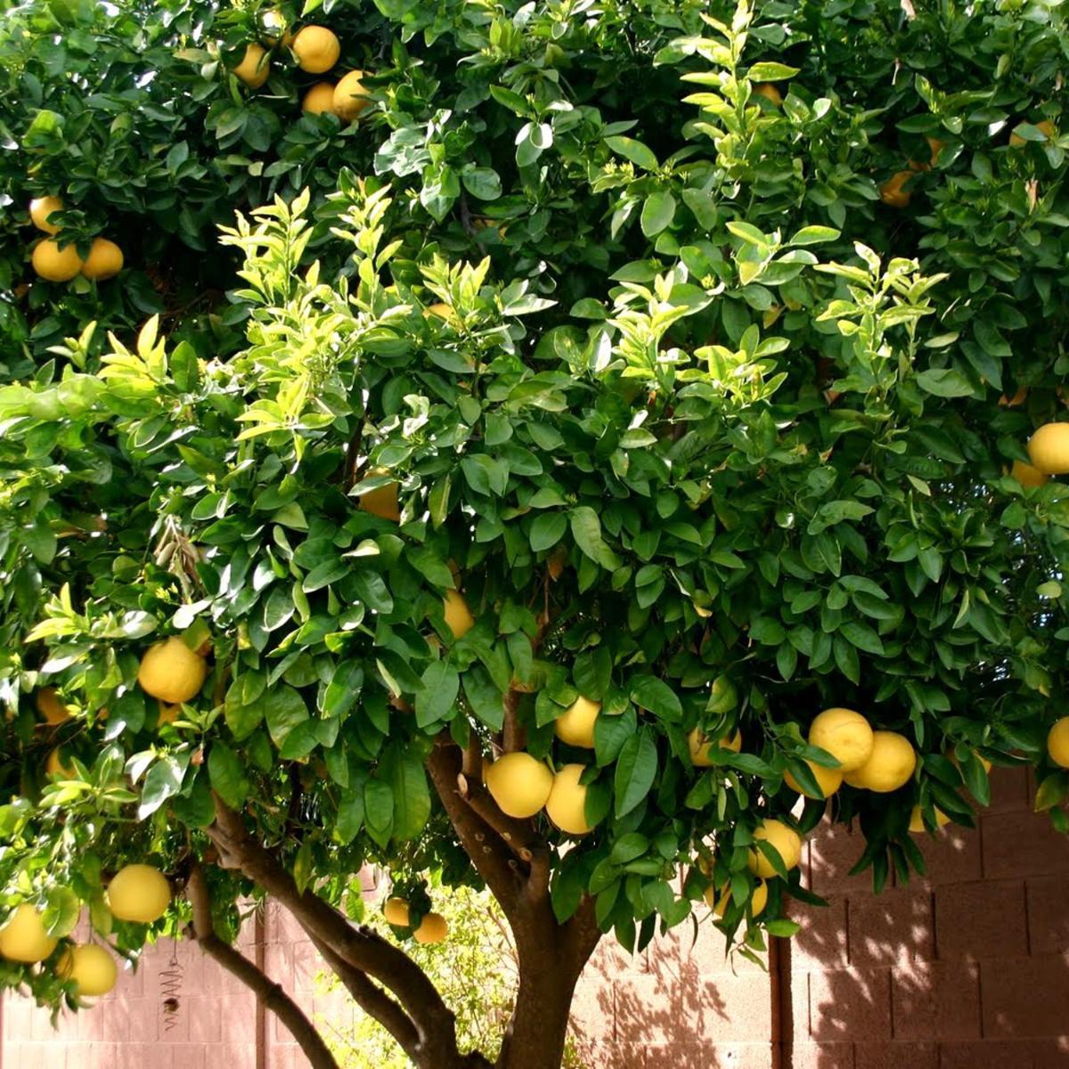 Hotel Lemon Tree Donji Seget Exterior foto